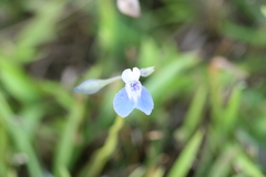 Utricularia lazulina